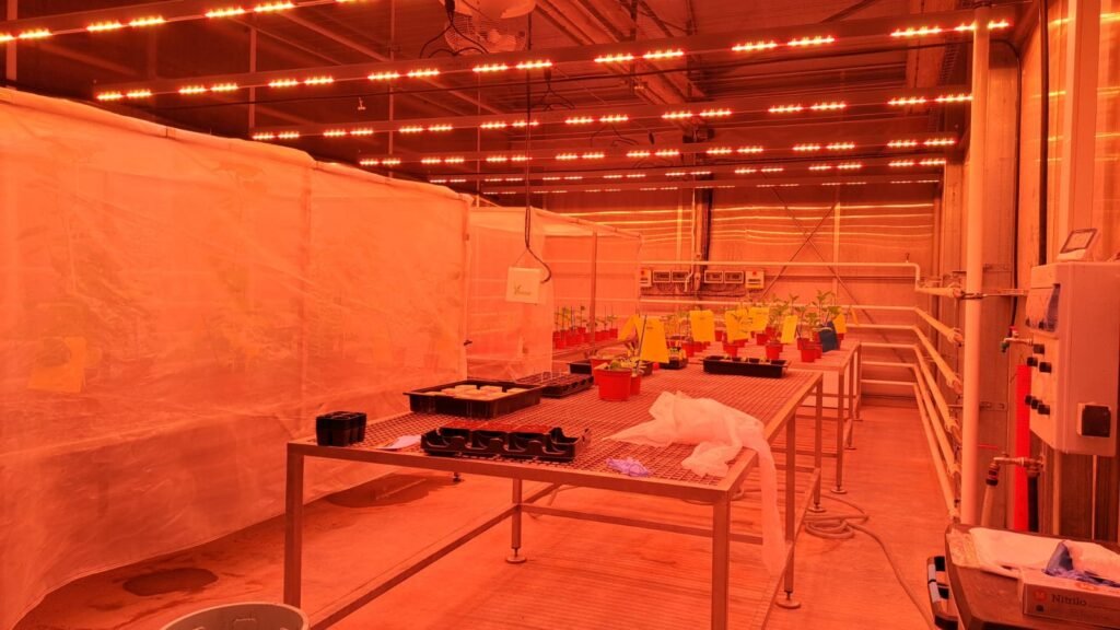 1729695497053 LUXLED serra fitopatologie