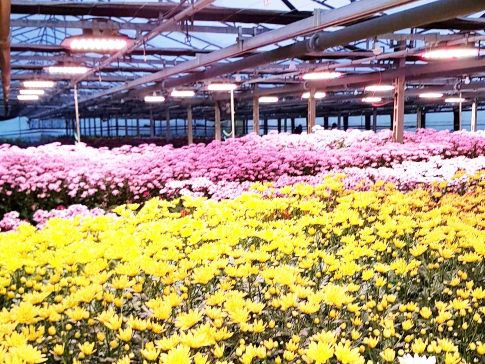 CH64B lampada industriale