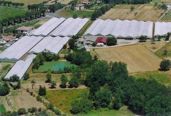 Altopascio Blumen serre coltivazione crisantemi
