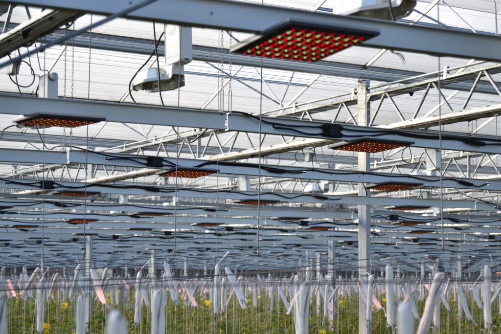 Coltivazione pomodori