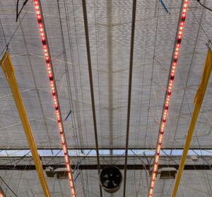 LUCE PER LE PIANTE, ECOBAR