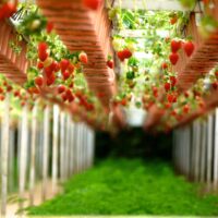 FRAGOLE COLTIVAZIONI LuxLED FRAGOLE COLTIVAZIONI