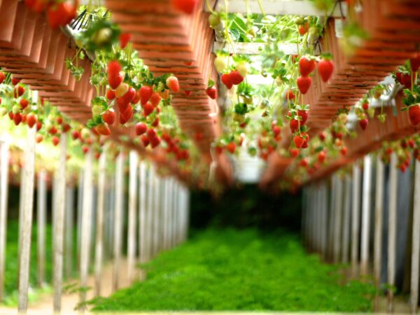 FRAGOLE COLTIVAZIONI LuxLED FRAGOLE COLTIVAZIONI