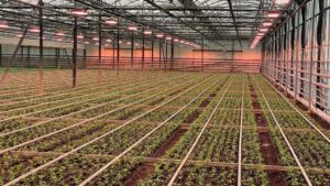 LUCE ARTIFICIALE NELLA COLTIVAZIONE