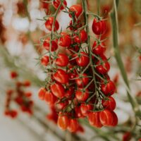 POMODORO COLTIVAZIONE