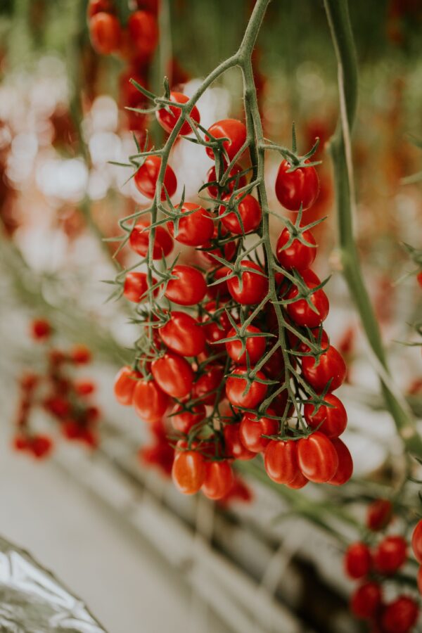 POMODORO COLTIVAZIONE