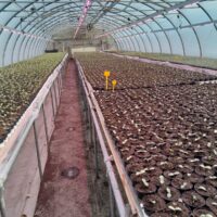 COLTIVAZIONE PIANTINE DI MELONE CON BARRE ECOBAR