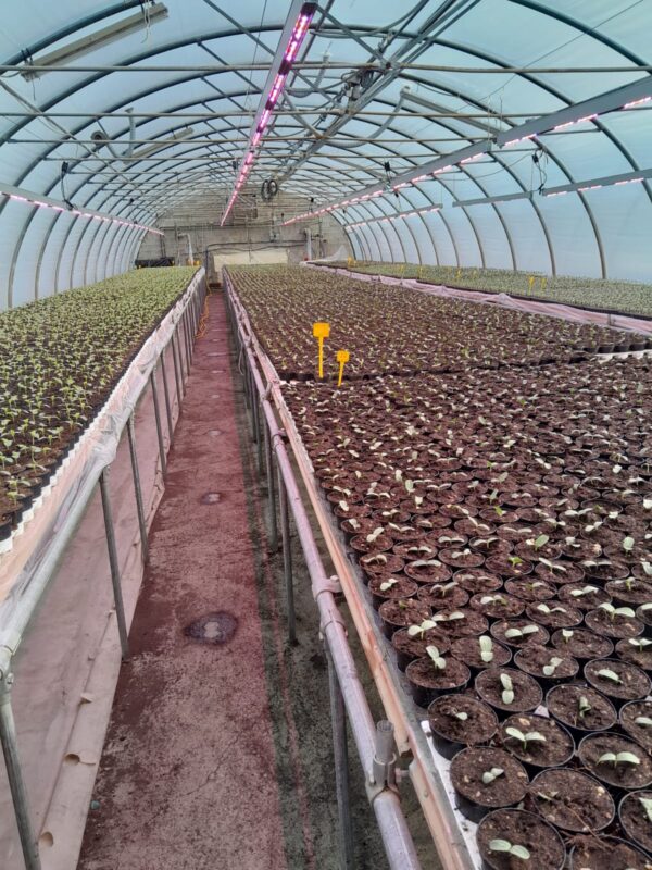 COLTIVAZIONE PIANTINE DI MELONE CON BARRE ECOBAR