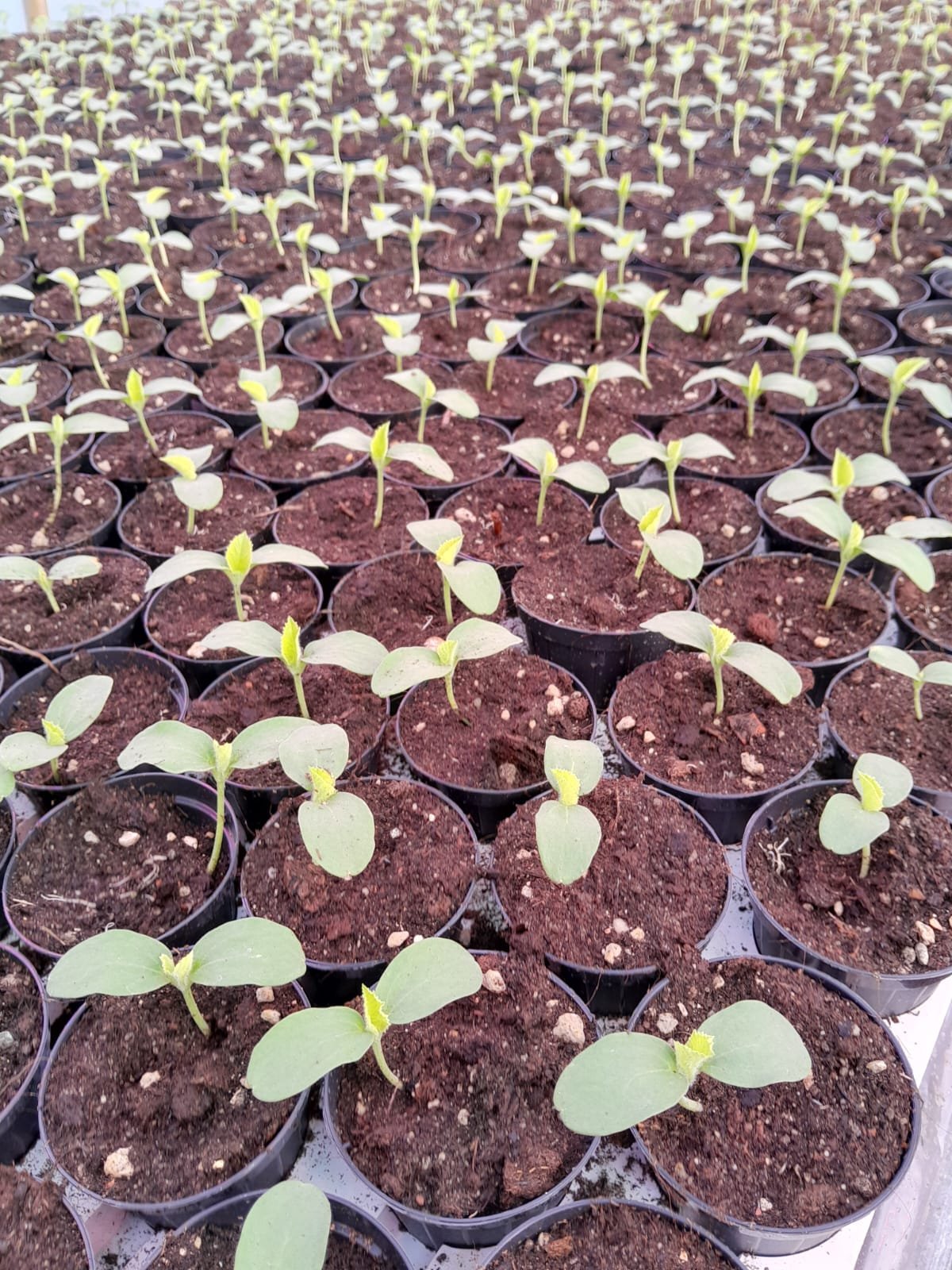 COLITVAZIONEMELONIPROGETTOLUXLED LuxLED COLTIVAZIONE_MELONI_PROGETTO_LUXLED