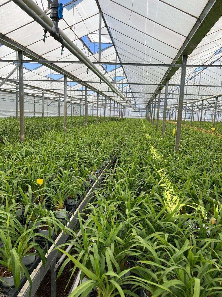 ORCHIDEE COLTIVAZIONE LUCE ARTIFICIALE?