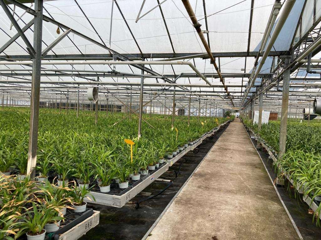 COLTIVAZIONE ORCHIDEE IN SERRA