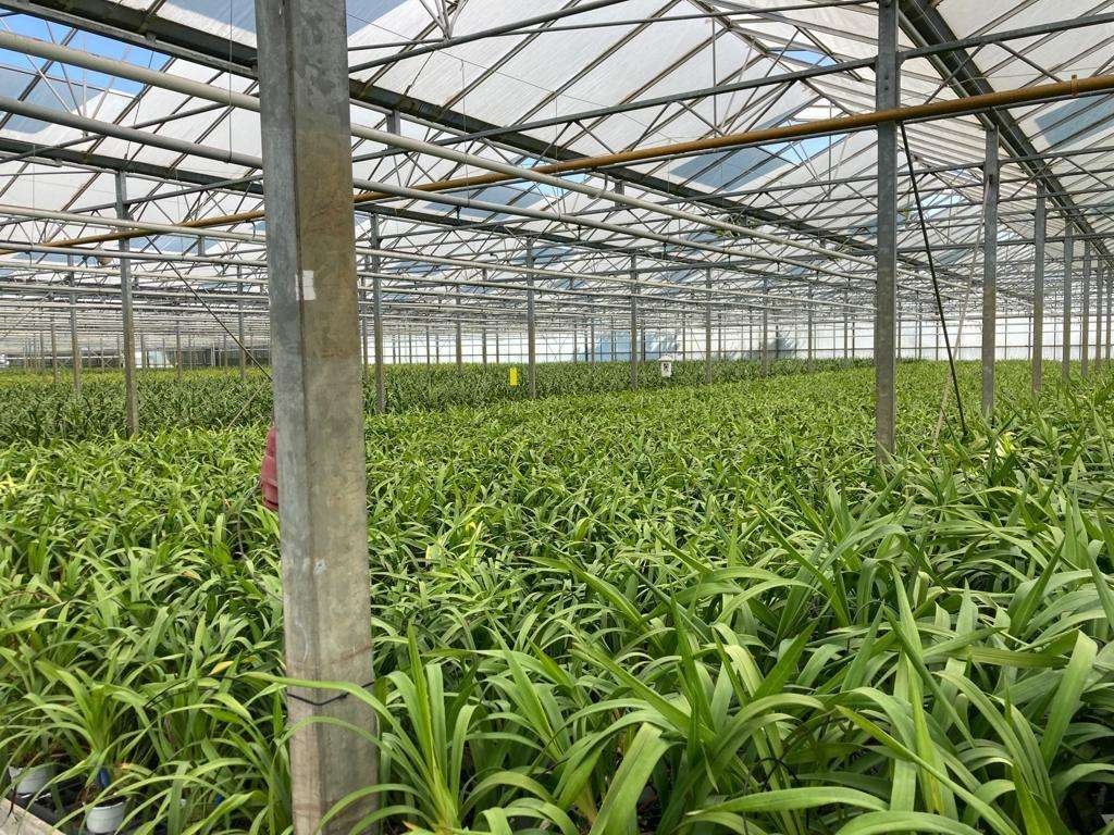 OLANDA COLTIVAZIONE DI ORCHIDEE