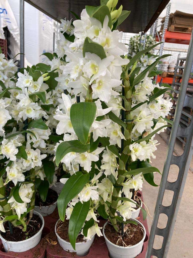 COLTIVAZIONE ORCHIDEE