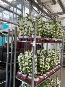 COLTIVAZIONE ORCHIDEE OLANDA