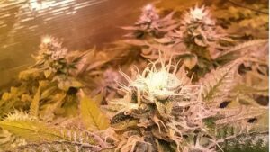 CANNABIS FENOMENO DEL FIORE BIANCO
